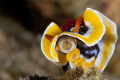  Hi there... chromodoris magnifica there  